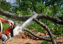 How Our Tree Care Process Works  in  Coplay, PA