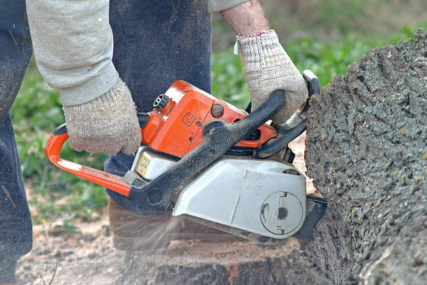 Best Tree Preservation Services  in Coplay, PA