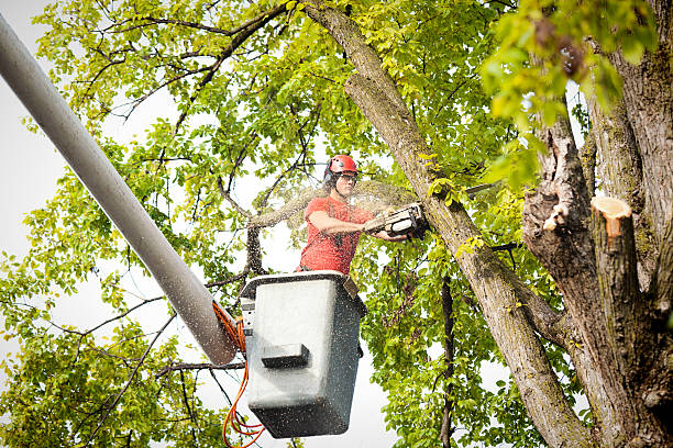 Best Storm Damage Tree Cleanup  in Coplay, PA